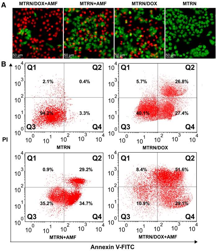 Theranostics Image