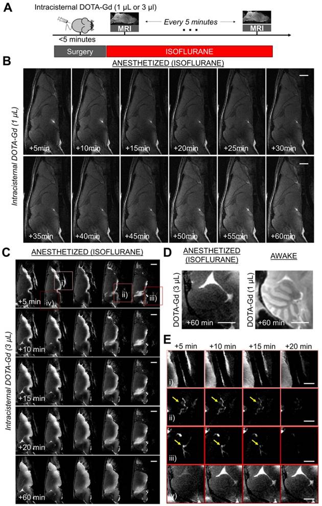 Theranostics Image