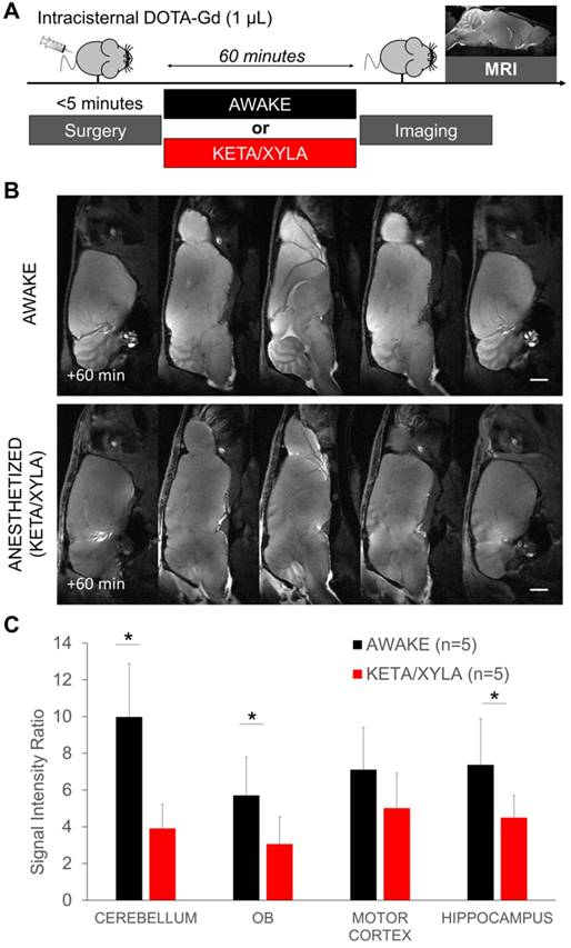 Theranostics Image