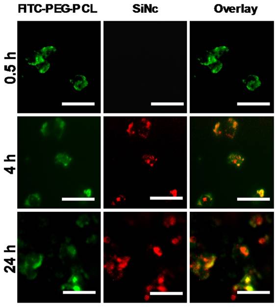 Theranostics Image