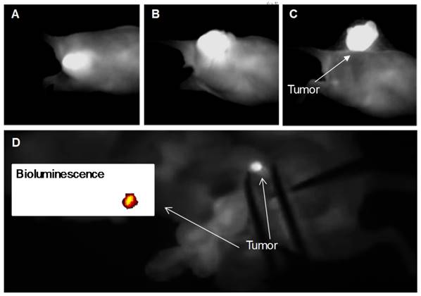 Theranostics Image