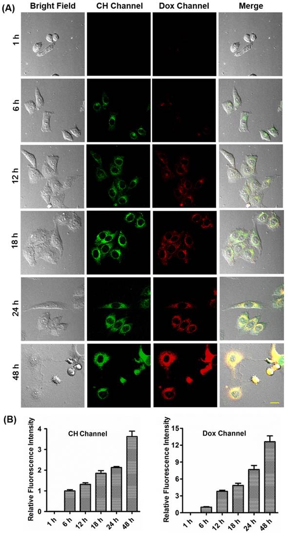 Theranostics Image