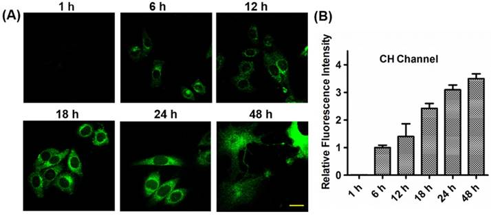 Theranostics Image