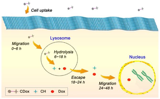 Theranostics Image