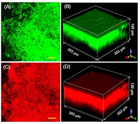 Theranostics Image