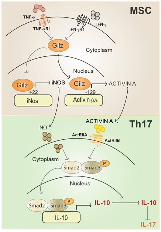 Theranostics Image