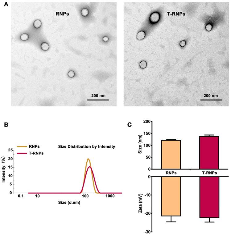 Theranostics Image