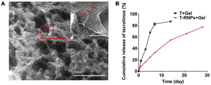 Theranostics Image