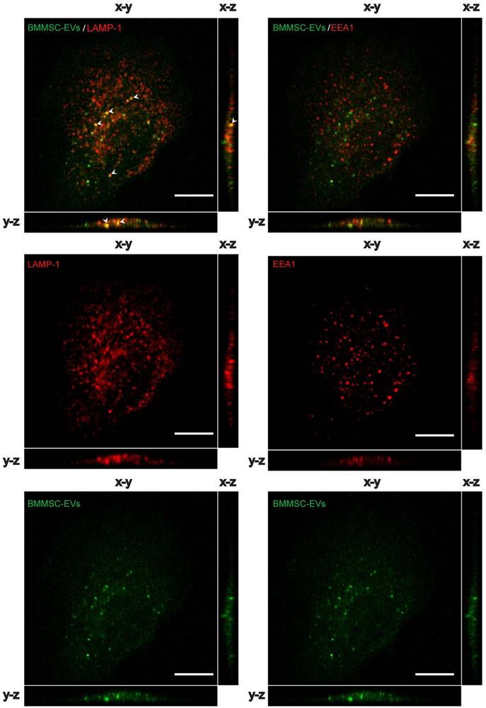 Theranostics Image