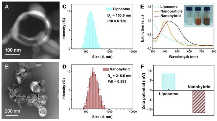 Theranostics Image