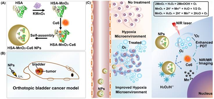 Theranostics Image