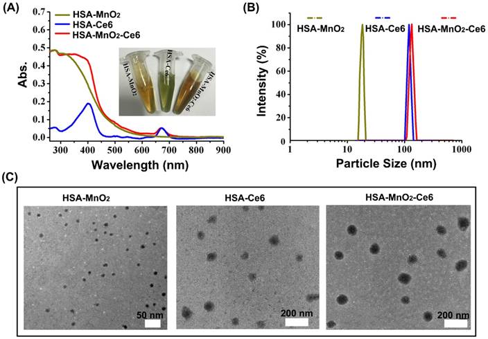 Theranostics Image