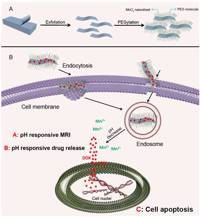 Theranostics Image