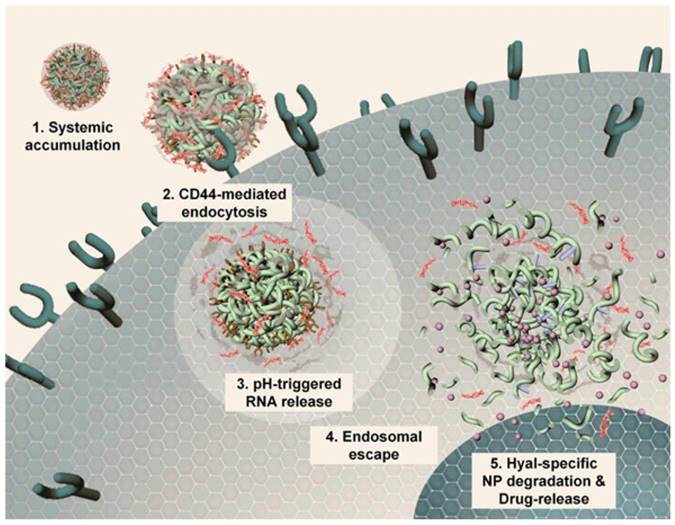 Theranostics Image