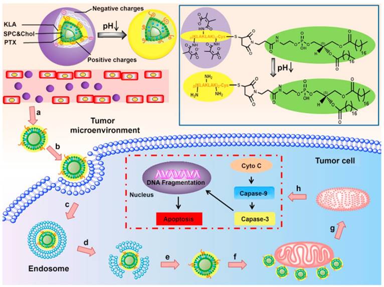 Theranostics Image