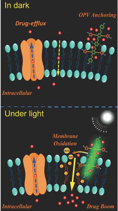 Theranostics Image