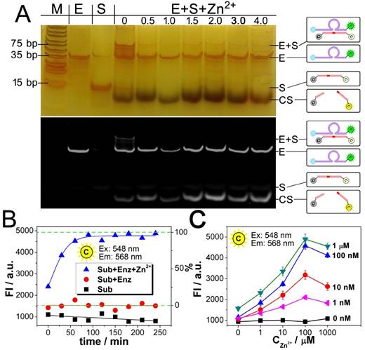 Theranostics Image