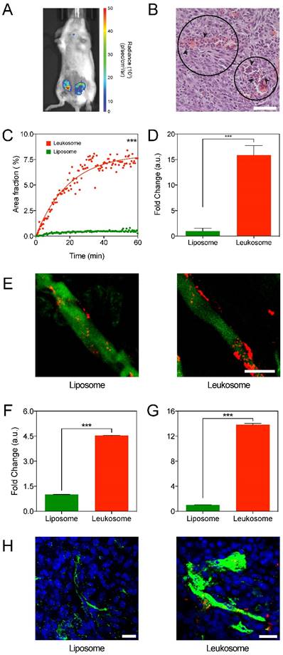 Theranostics Image