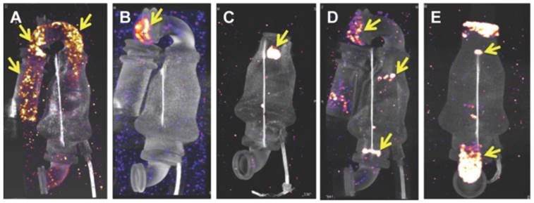 Theranostics Image