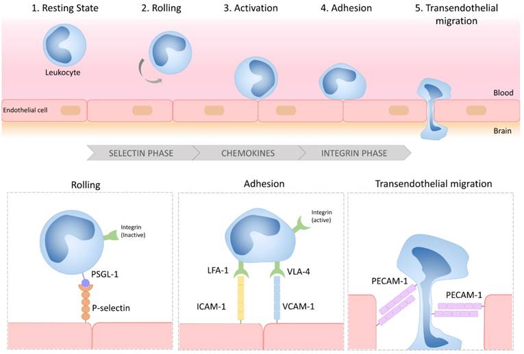 Theranostics Image