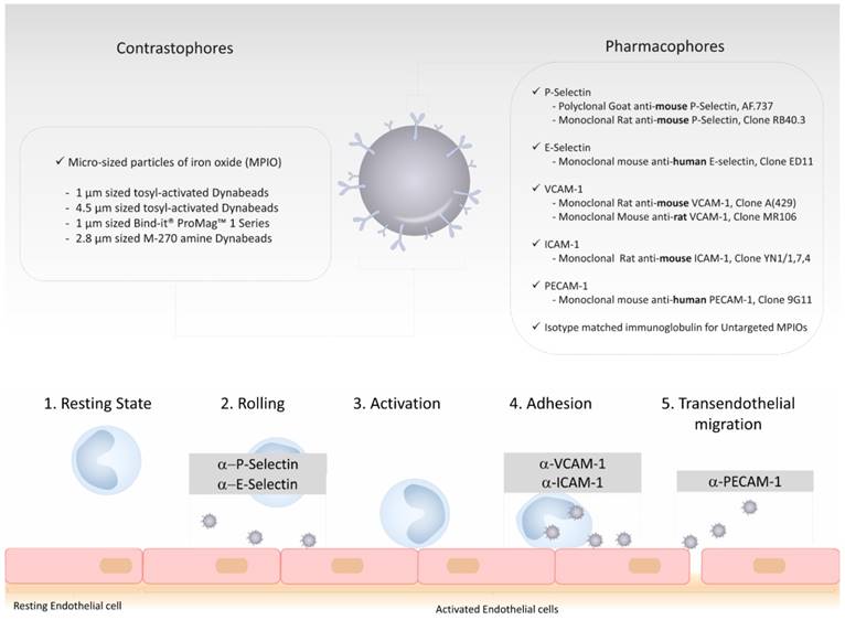 Theranostics Image