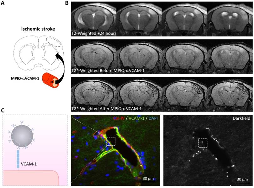 Theranostics Image