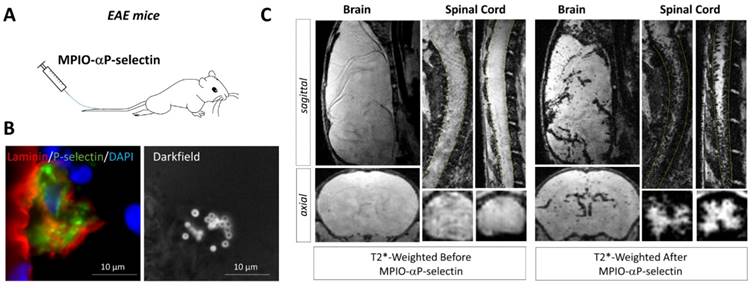 Theranostics Image