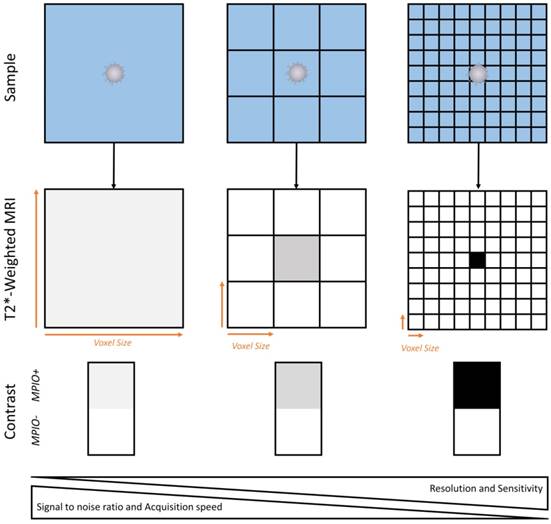 Theranostics Image