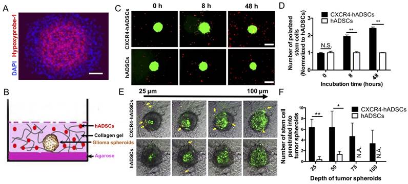 Theranostics Image