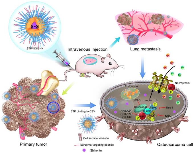 Theranostics Image