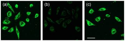 Theranostics Image