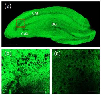 Theranostics Image