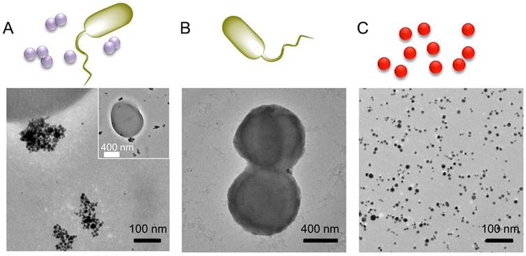 Theranostics Image