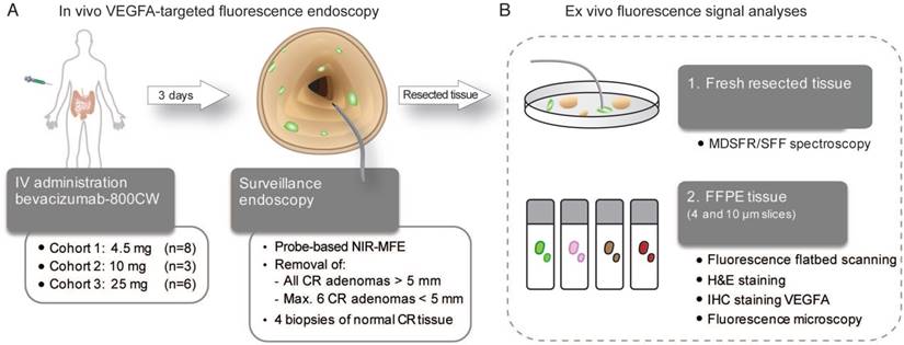 Theranostics Image