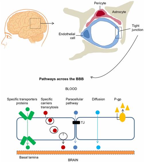 Theranostics Image