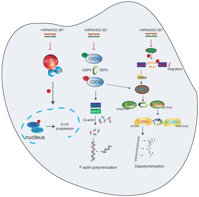 Theranostics Image