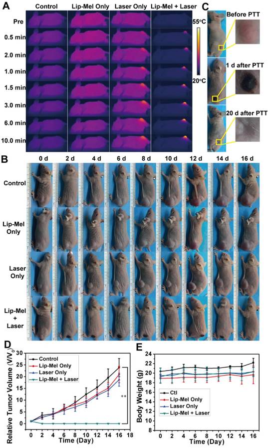 Theranostics Image