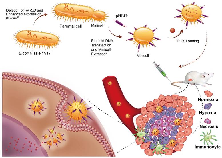 Theranostics Image