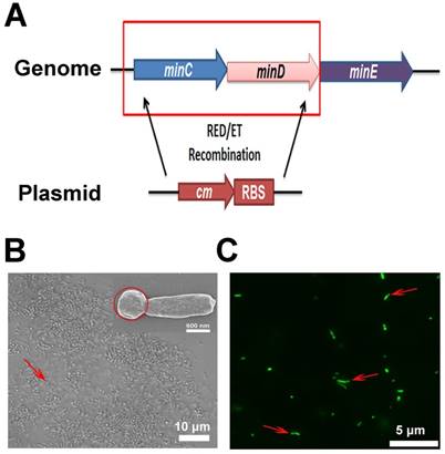 Theranostics Image