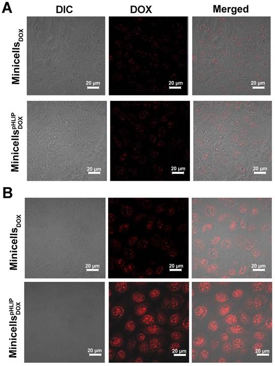 Theranostics Image