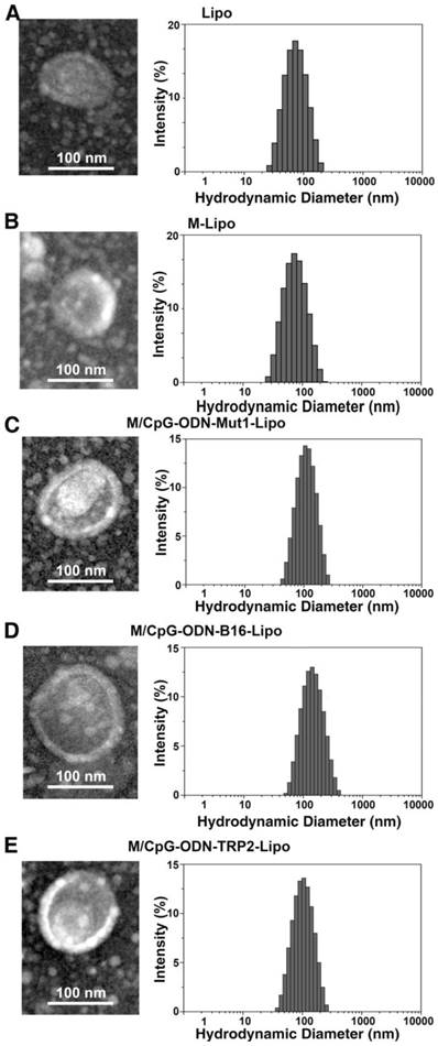 Theranostics Image