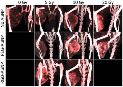 Theranostics Image