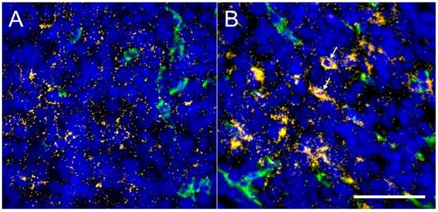 Theranostics Image