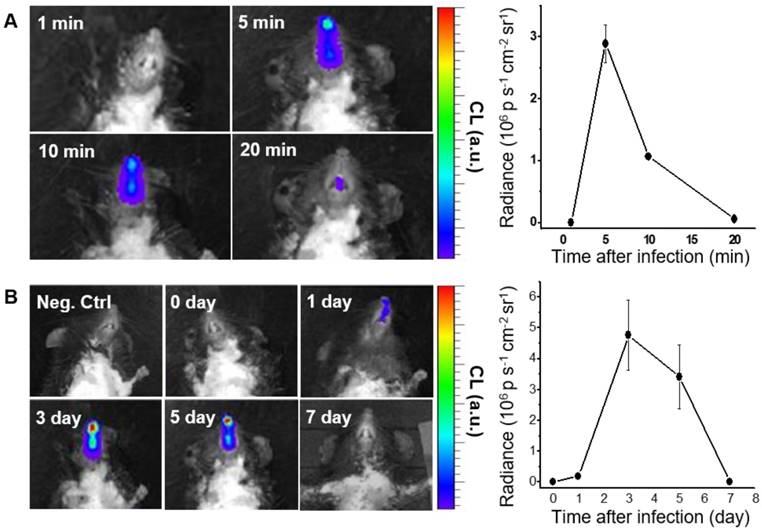 Theranostics Image