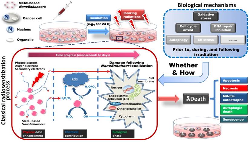 Theranostics Image