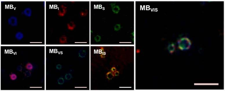 Theranostics Image