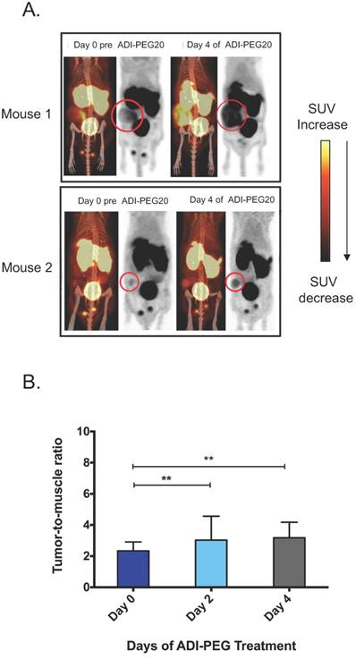 Theranostics Image