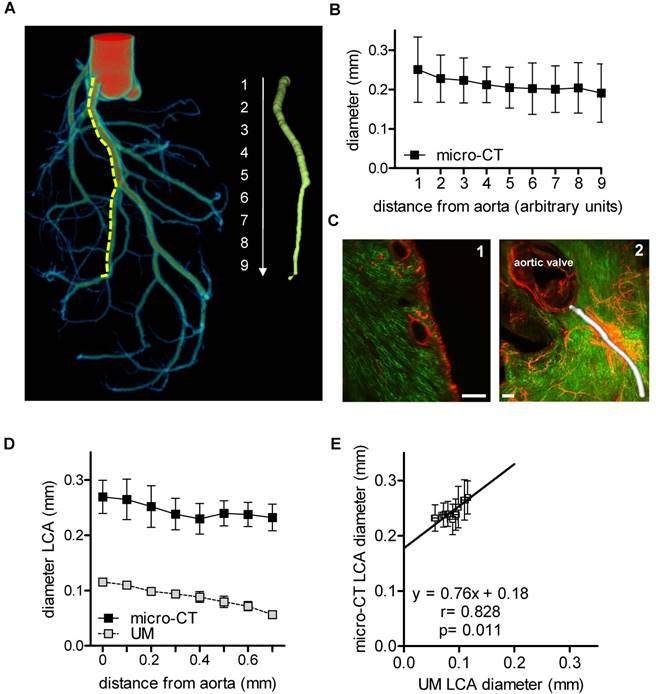 Theranostics Image