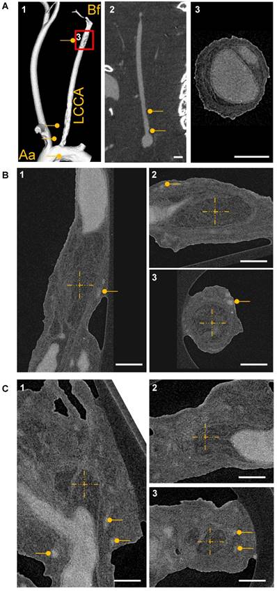 Theranostics Image