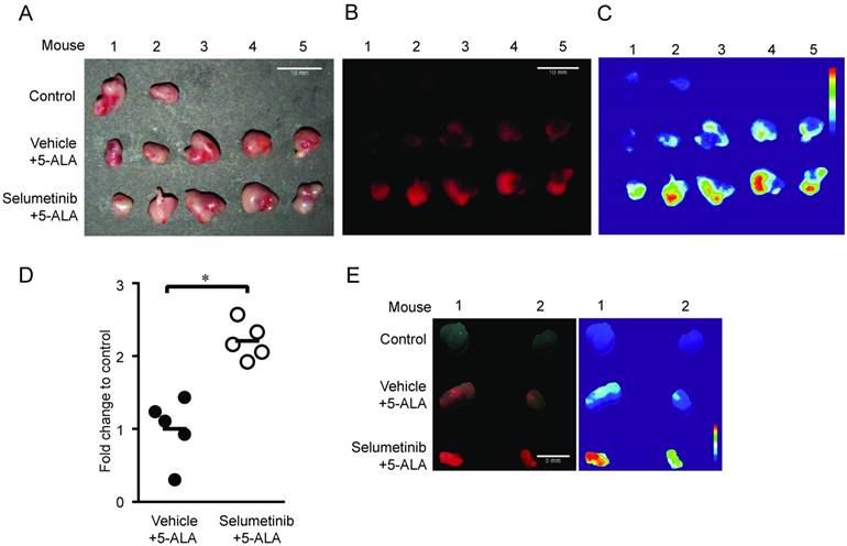 Theranostics Image